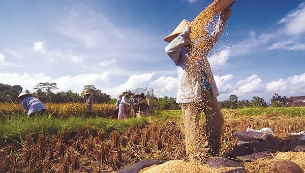 Bớt “nghiện cơm”, dân Indonesia thay đổi chế độ ăn uống